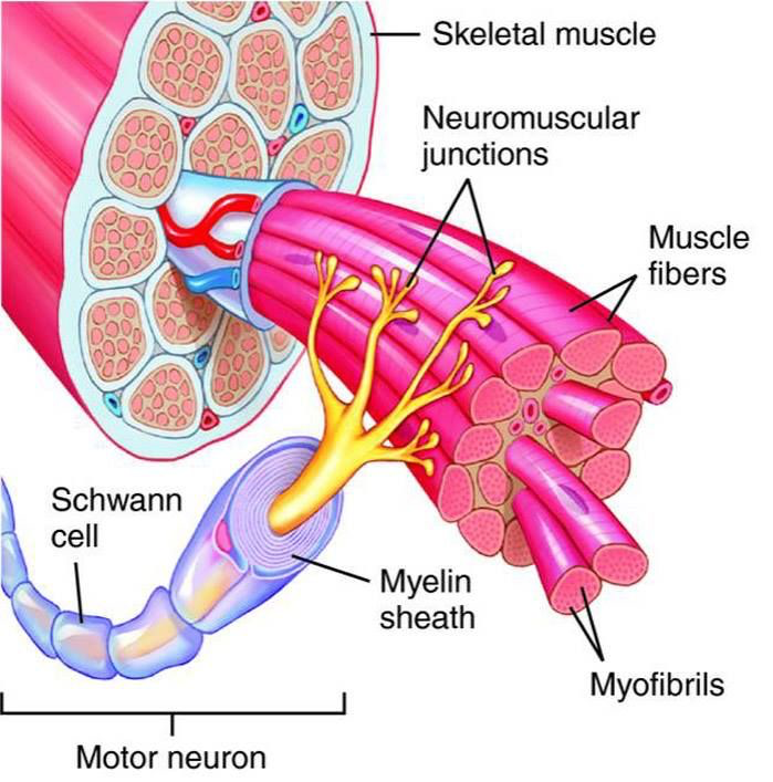 Neuronas motoras alfa, ilustración 1
